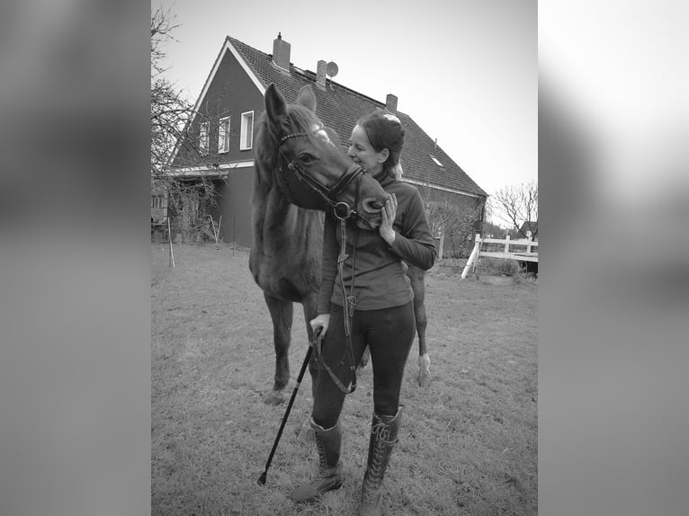 Mecklenburger Warmblut Stute 7 Jahre 166 cm Dunkelfuchs in Weitenhagen
