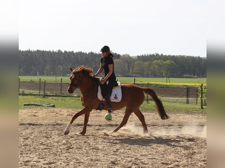 Mecklenburger Warmblut Stute 7 Jahre 166 cm Dunkelfuchs in Weitenhagen