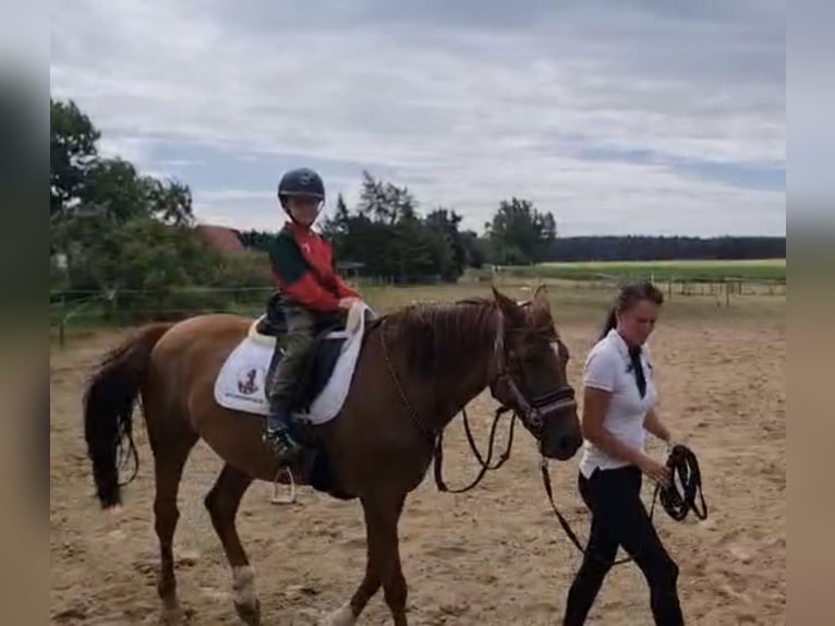 Mecklenburger Warmblut Stute 7 Jahre 166 cm Dunkelfuchs in Weitenhagen
