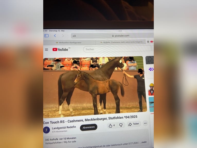 Mecklenburger Warmblut Stute 7 Jahre 166 cm Schwarzbrauner in Handorf