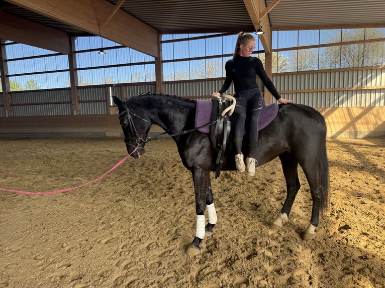 Mecklenburger Warmblut Stute 7 Jahre 168 cm Rappe in Ganschow