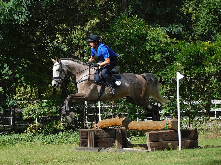 Mecklenburger Warmblut Stute 7 Jahre 171 cm Rotschimmel in Dallgow-Döberitz