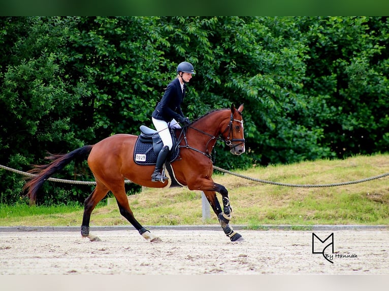Mecklenburger Warmblut Stute 7 Jahre 172 cm Brauner in Drage