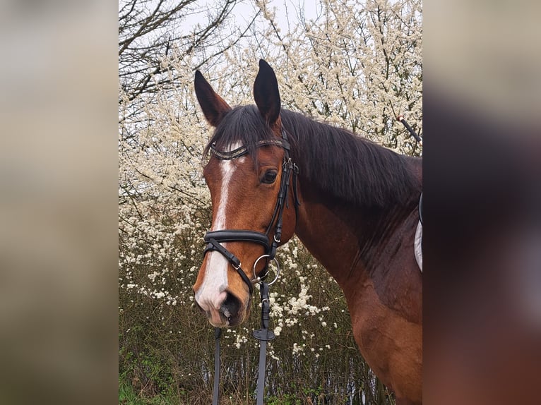 Mecklenburger Warmblut Stute 7 Jahre 172 cm Brauner in Drage