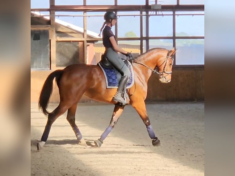 Mecklenburger Warmblut Stute 7 Jahre 172 cm Brauner in Drage
