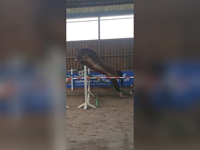 Mecklenburger Warmblut Stute 7 Jahre 172 cm Brauner in Drage