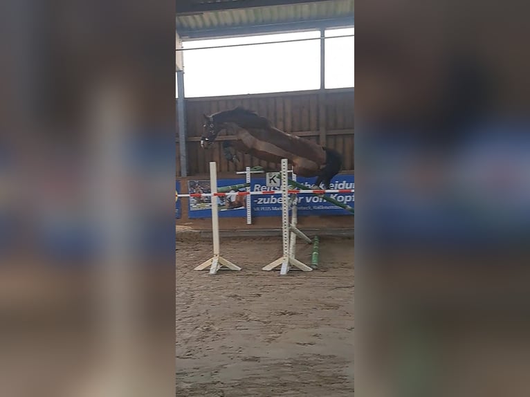 Mecklenburger Warmblut Stute 7 Jahre 172 cm Brauner in Drage