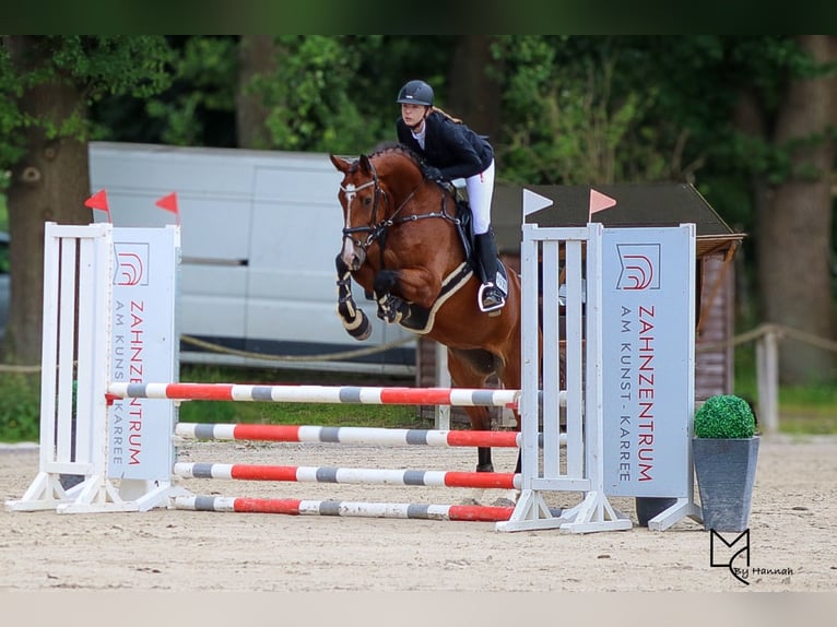 Mecklenburger Warmblut Stute 7 Jahre 172 cm Brauner in Drage