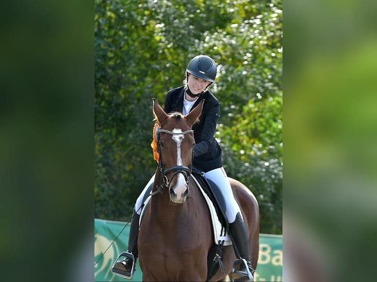 Mecklenburger Warmblut Stute 7 Jahre 172 cm Brauner in Drage