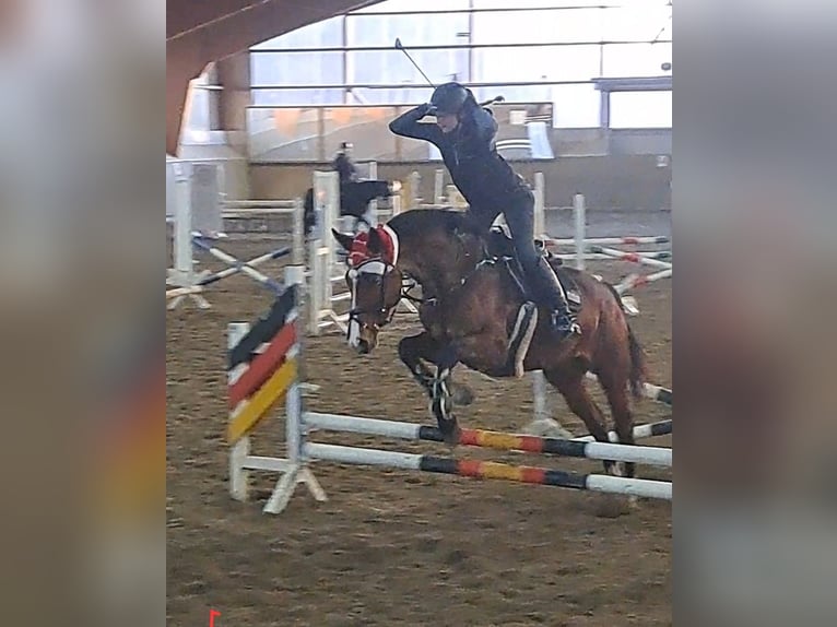 Mecklenburger Warmblut Stute 7 Jahre 172 cm Brauner in Drage