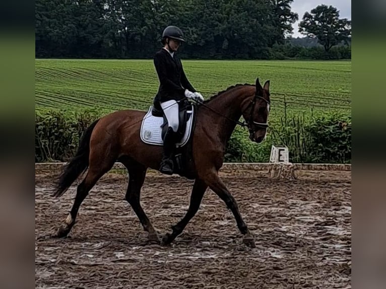 Mecklenburger Warmblut Stute 7 Jahre 172 cm Brauner in Drage