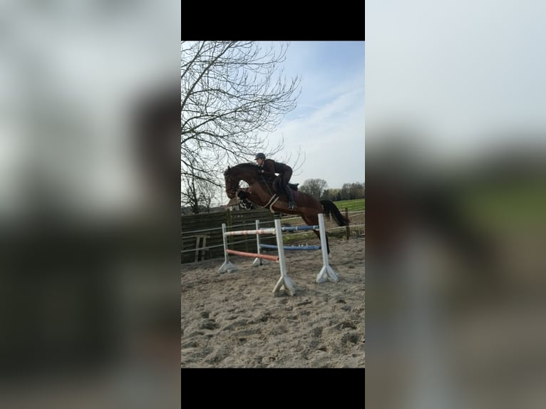 Mecklenburger Warmblut Stute 7 Jahre 172 cm Brauner in Drage
