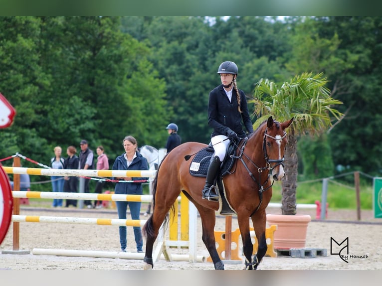 Mecklenburger Warmblut Stute 7 Jahre 172 cm Brauner in Drage
