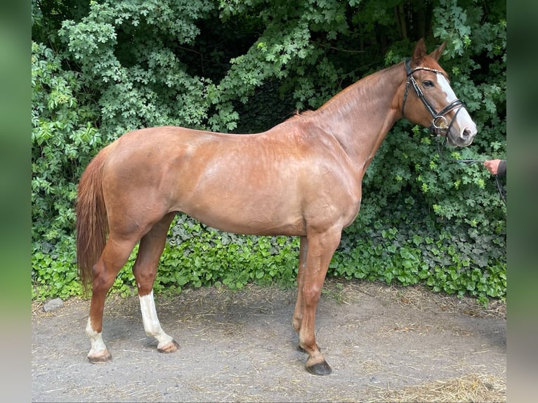 Mecklenburger Warmblut Stute 8 Jahre 165 cm Fuchs in Dhronecken