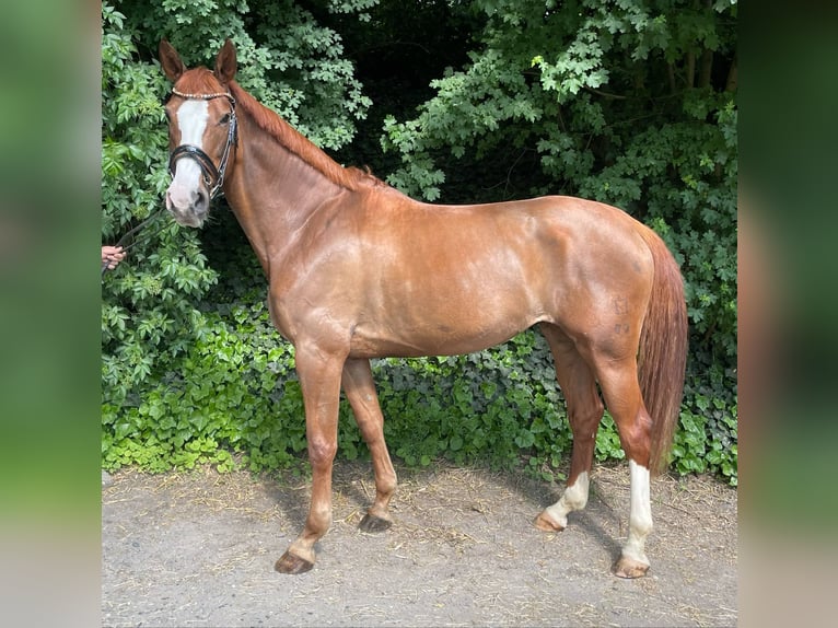 Mecklenburger Warmblut Stute 8 Jahre 165 cm Fuchs in Dhronecken