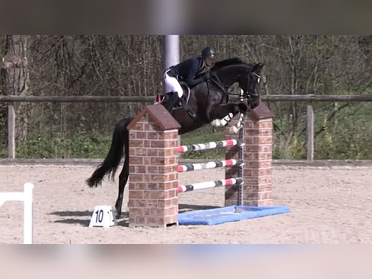 Mecklenburger Warmblut Stute 8 Jahre 165 cm Rappe in Erkrath