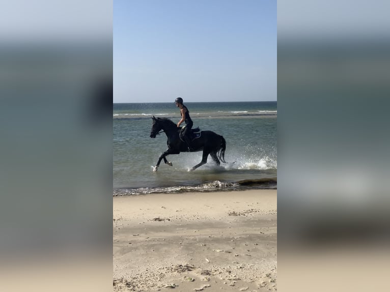 Mecklenburger Warmblut Stute 8 Jahre 165 cm Rappe in Erkrath