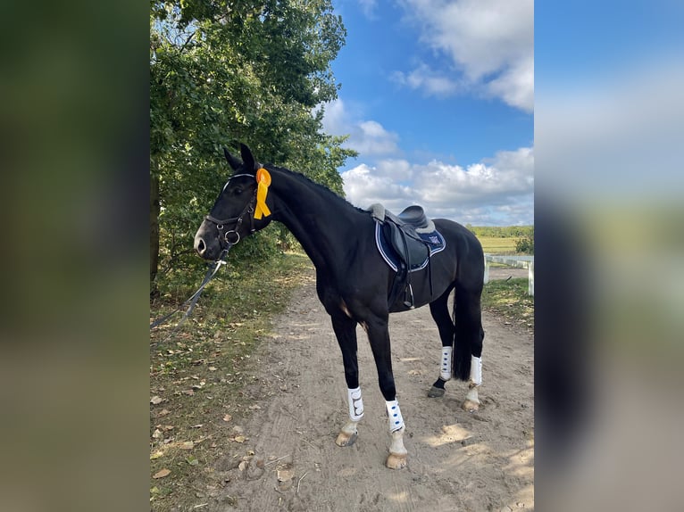 Mecklenburger Warmblut Stute 8 Jahre 165 cm Rappe in Erkrath