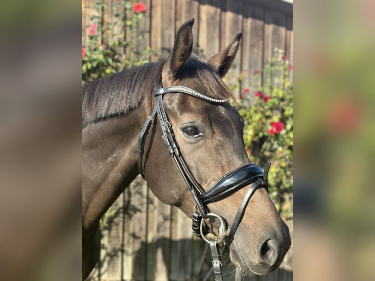 Mecklenburger Warmblut Mix Stute 8 Jahre 167 cm Dunkelbrauner in Valluhn