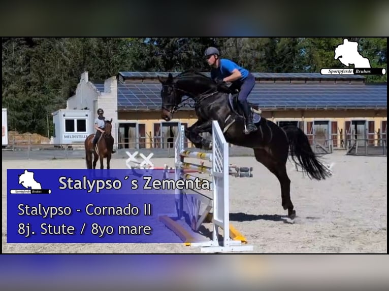 Mecklenburger Warmblut Stute 8 Jahre 168 cm Dunkelbrauner in Gadow