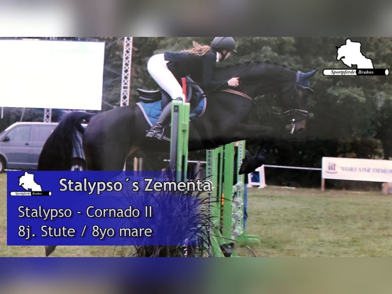 Mecklenburger Warmblut Stute 8 Jahre 168 cm Dunkelbrauner in Gadow