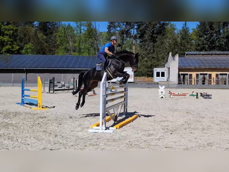 Mecklenburger Warmblut Stute 8 Jahre 168 cm Dunkelbrauner in Gadow