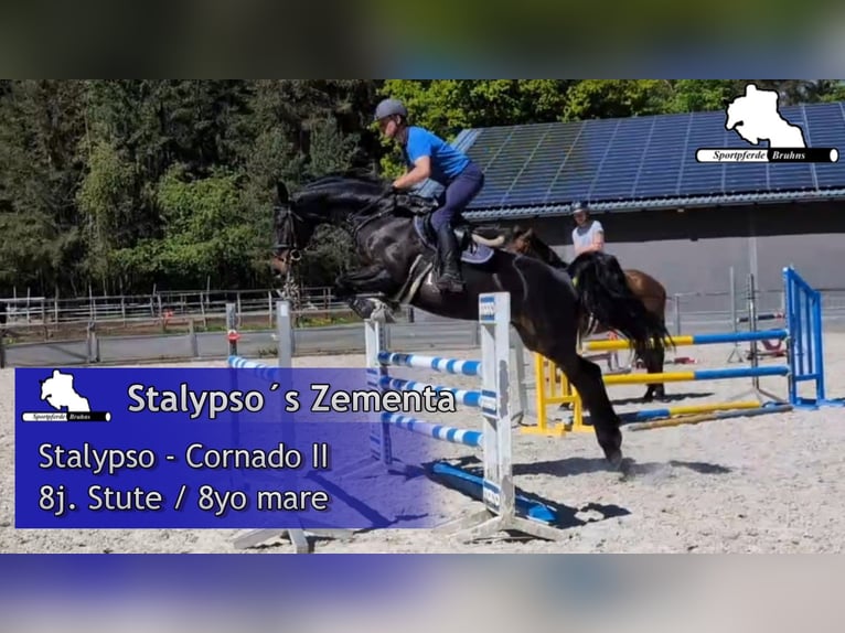 Mecklenburger Warmblut Stute 8 Jahre 168 cm Dunkelbrauner in Gadow