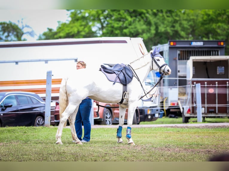 Mecklenburger Warmblut Stute 8 Jahre 168 cm Schimmel in bei Neustadt / Dosse