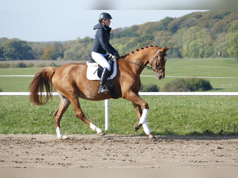 Mecklenburger Warmblut Stute 8 Jahre 173 cm Fuchs in Ganschow