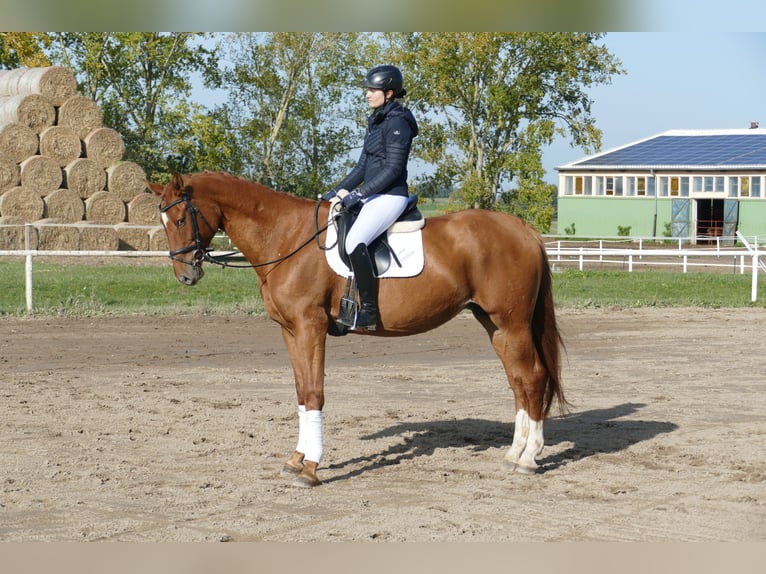 Mecklenburger Warmblut Stute 8 Jahre 173 cm Fuchs in Ganschow