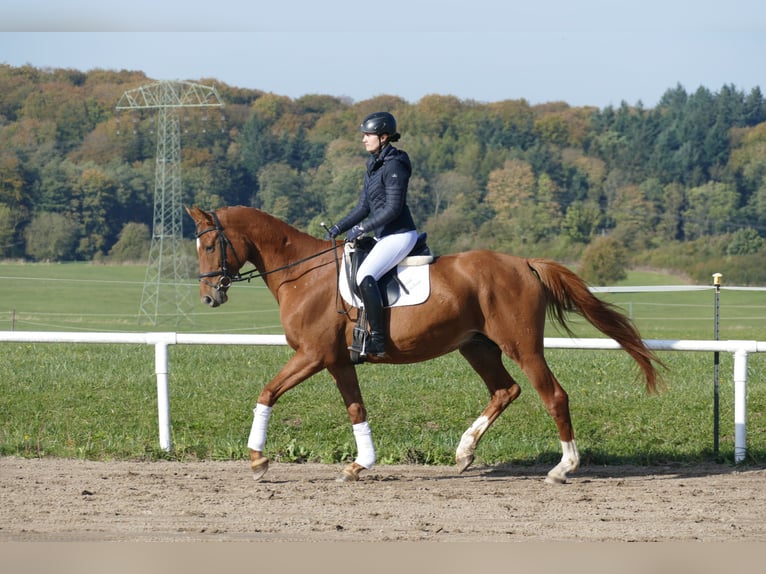 Mecklenburger Warmblut Stute 8 Jahre 173 cm Fuchs in Ganschow