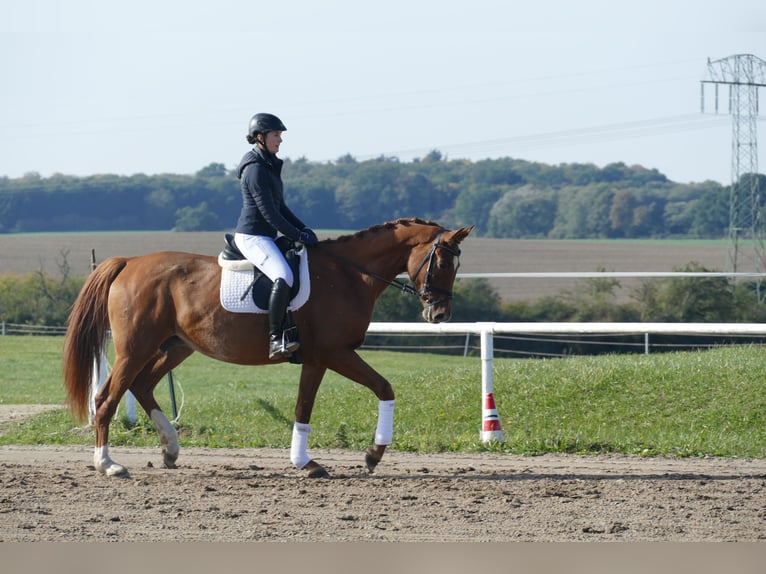 Mecklenburger Warmblut Stute 8 Jahre 173 cm Fuchs in Ganschow