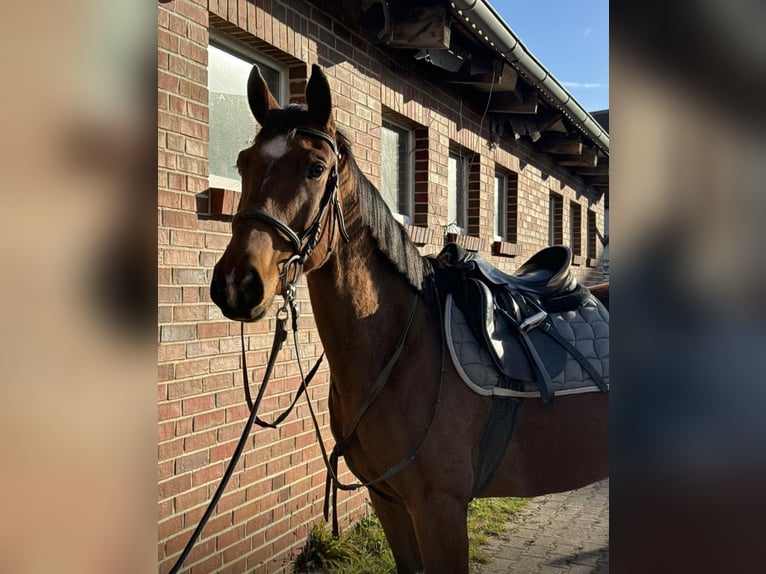 Mecklenburger Warmblut Stute 9 Jahre 162 cm Brauner in Ducherow