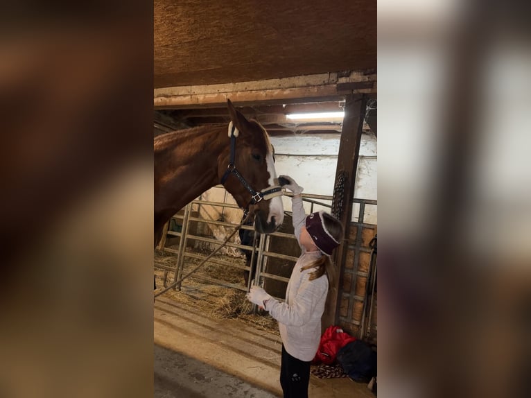 Mecklenburger Warmblut Stute 9 Jahre 165 cm Fuchs in Bettingen