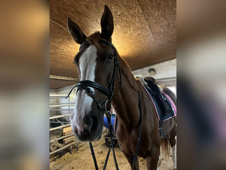 Mecklenburger Warmblut Stute 9 Jahre 165 cm Fuchs in Bettingen