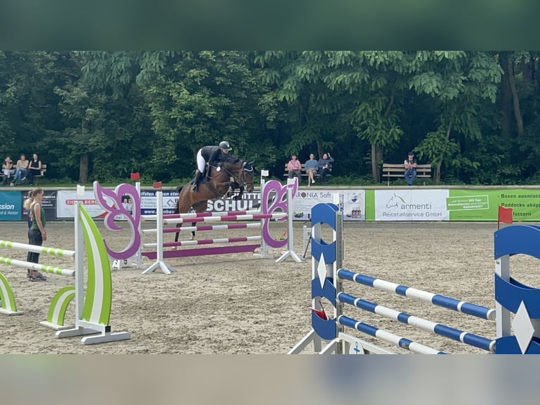 Mecklenburger Warmblut Stute 9 Jahre 166 cm Brauner in Schönwalde