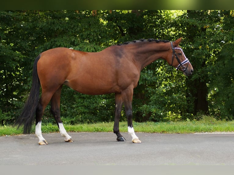Mecklenburger Warmblut Stute 9 Jahre 166 cm Dunkelbrauner in Gleichen