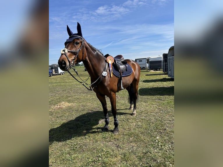 Mecklenburger Warmblut Stute 9 Jahre 167 cm Dunkelbrauner in Sch&#xF6;nwalde
