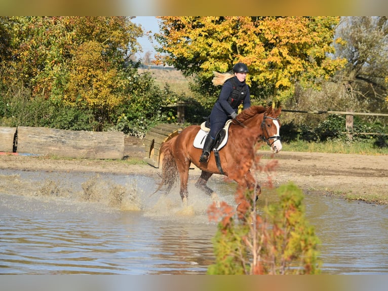 Mecklenburger Warmblut Stute 9 Jahre 167 cm Fuchs in Satow