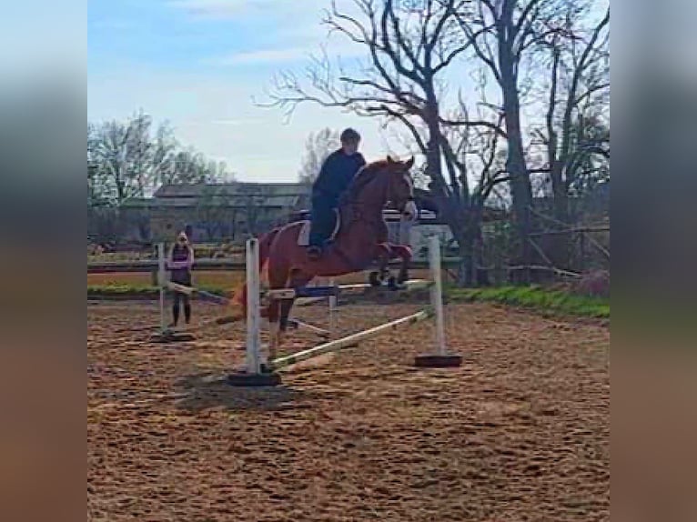 Mecklenburger Warmblut Stute 9 Jahre 167 cm Fuchs in Satow