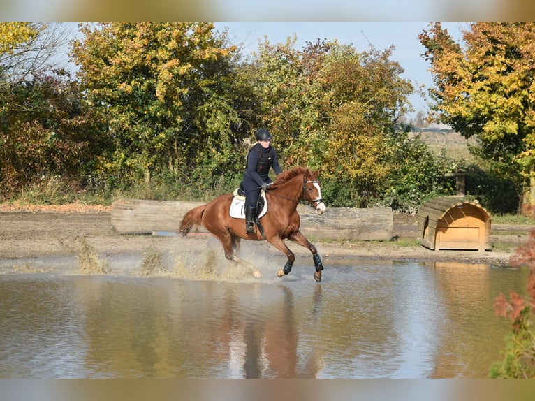 Mecklenburger Warmblut Stute 9 Jahre 167 cm Fuchs in Satow