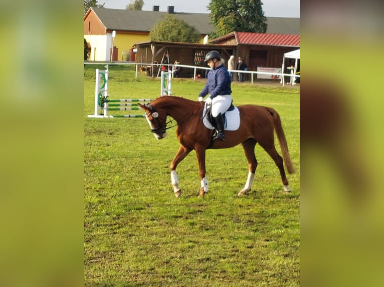 Mecklenburger Warmblut Stute 9 Jahre 167 cm Fuchs in Satow