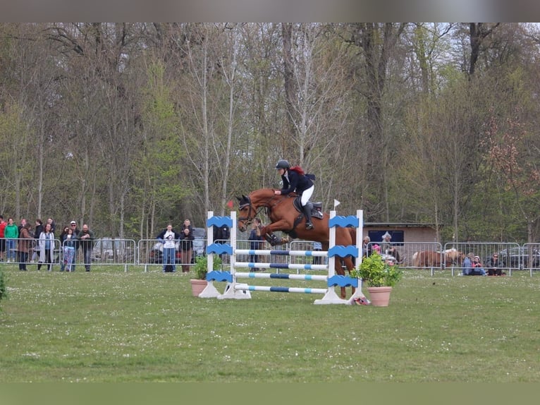 Mecklenburger Warmblut Stute 9 Jahre 168 cm Fuchs in Insel Poel