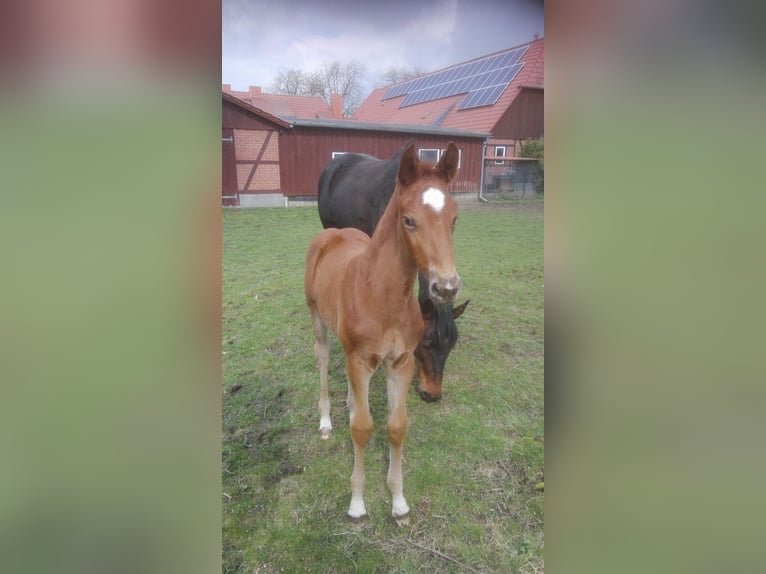 Mecklenburger Warmblut Stute 9 Jahre 168 cm Fuchs in Insel Poel