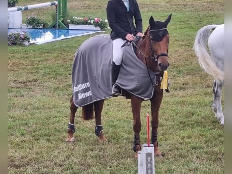 Mecklenburger Warmblut Stute 9 Jahre 168 cm in Gägelow