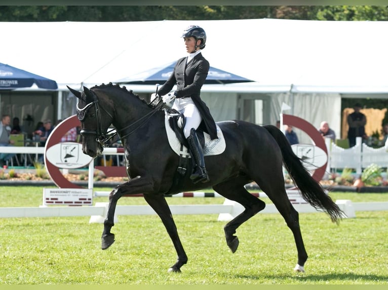 Mecklenburger Warmblut Stute 9 Jahre 171 cm Rappe in Ganschow