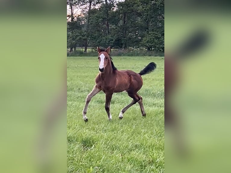 Mecklenburger Warmblut Stute Fohlen (04/2025) 145 cm Dunkelbrauner in Bresegard