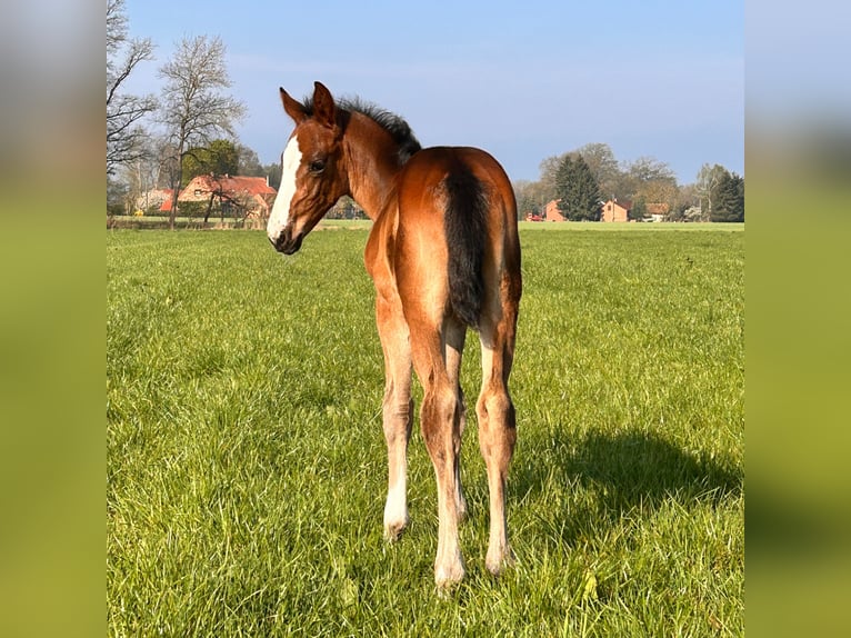 Mecklenburger Warmblut Stute Fohlen (04/2025) 145 cm Dunkelbrauner in Bresegard