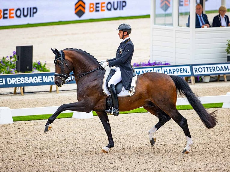Mecklenburger Warmblut Stute Fohlen (04/2025) 145 cm Dunkelbrauner in Bresegard