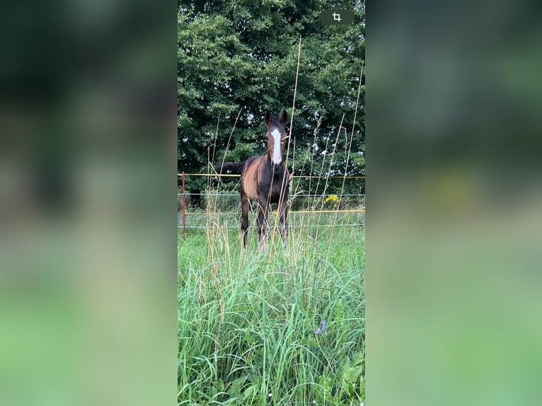 Mecklenburger Warmblut Stute Fohlen (04/2025) 145 cm Dunkelbrauner in Bresegard